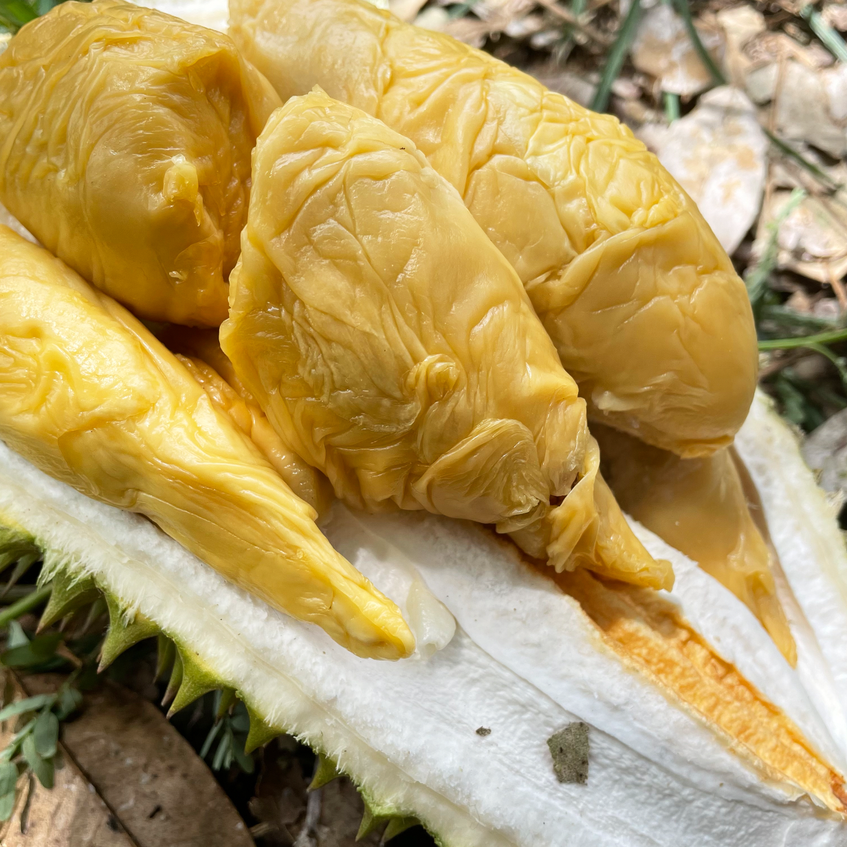 Alternative view of Tiger Tekka Durian (800g Box - All Meat)