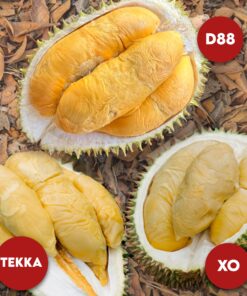 3 in1 (Rare) Bundle: 1x Tekka + 1x D88 + 1x XO