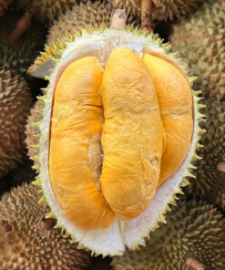 Alternative view of 3 in1 (Rare) Bundle: 1x Tekka + 1x D88 + 1x XO