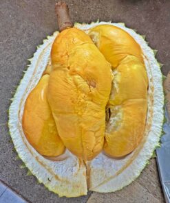 🔥BUNDLE: Penang Black Thorn Durian (2 x 800g)